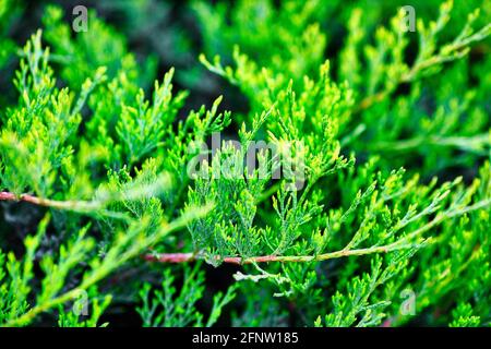 Green juniper branches close up in the sunlight. Natural solid background. Eco-friendly. Stock Photo
