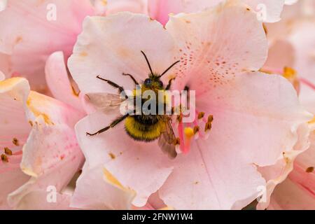 Wadebridge, Cornwall, UK. 19th May 2021. World Bee Day.  The 20th of May marks world bee day, highlighting the importance of pollinators such as bees. Credit Simon Maycock / Alamy Live News. Stock Photo