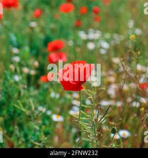 Blooming poppy Close up. Beautiful field with blooming poppies as symbol of memory war and anzac day in summer. Wildflowers blooming poppy field Stock Photo