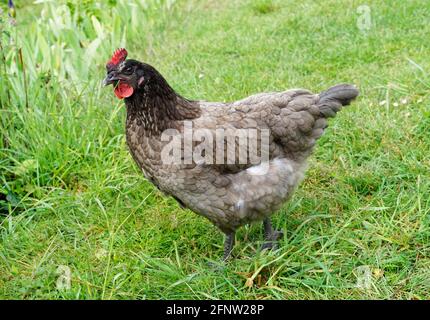 Hen in a garden (french race : "grise cendrée", Vercors, France) Stock Photo