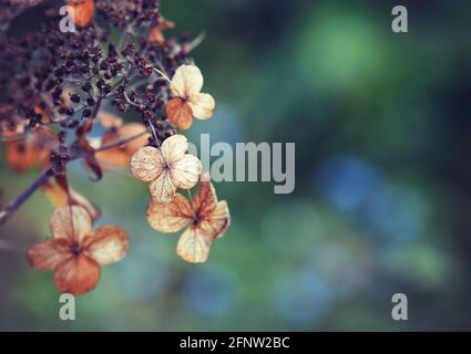 Dead dried hydrangea flowers in soft afternoon light. Natural moody autumn botanical background Stock Photo