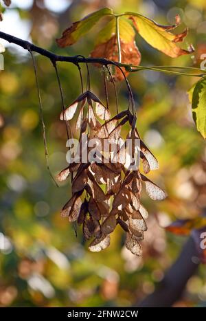 Backlit winged dried maple seeds hanging from a tree branch in autumn Stock Photo
