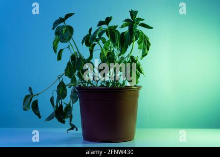 basil plant withering and dry isolated on colorful background with neon lights Stock Photo