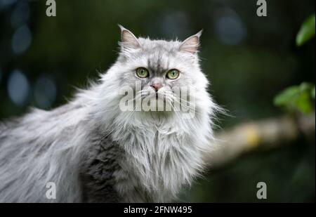 gray silver tabby british longhair cat outdoors in nature portrait looking at camera Stock Photo