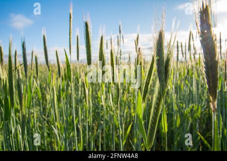 Young ears of wheat in summer field. Wheat ripening and growing in field against sky with clouds. Sun rays shining through ears. Stock Photo