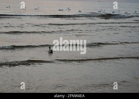 The duck floats in the blue sea water in waves next to white swans. At sunset in the sea. Stock Photo