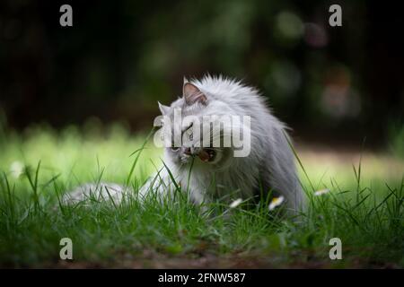 gray silver tabby british longhair cat sitting on green meadow outdoors in nature eating grass