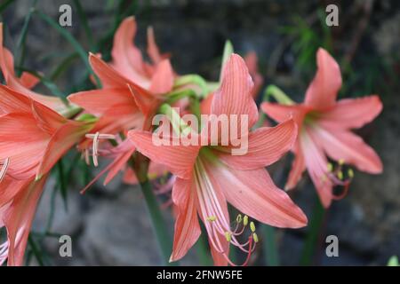 This pink Lily flowers from Sri Lanka, blossomed in the noon under the foliage in a jungle area. Stock Photo