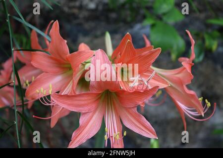 This pink Lily flowers from Sri Lanka, blossomed in the noon under the foliage in a jungle area. Stock Photo