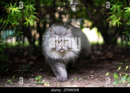 gray silver tabby british longhair cat walking under a bush looking at camera curiously outdoors in nature Stock Photo