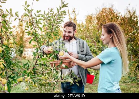 Young male and female farmer workers crop picking apples in orchard garden during autumn harvest. Happy Family couple woman man works in garden Stock Photo