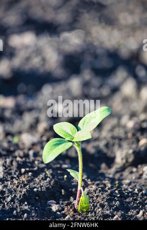 Close up of homegrown young sunflower plant seedling (Helianthus Annuus) in sunlight. Concept of nurturing, nature, gardening, growth, care, fragile Stock Photo