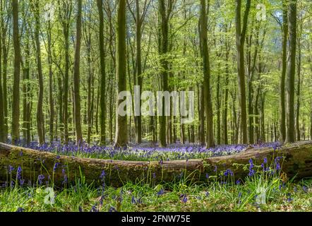 Spring bluebells in Wepham Woods, Angmering Park near Arundel in West Sussex Stock Photo