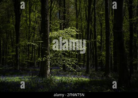 Highlighted beech tree amongst the bluebells in Wepham Woods, West Sussex. Stock Photo