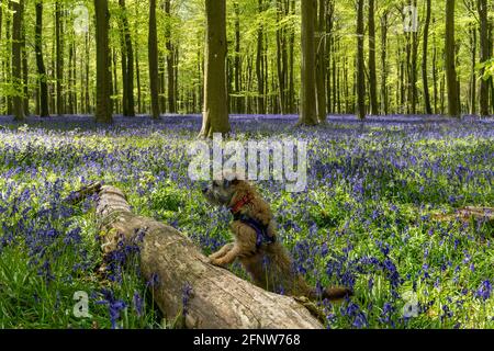 An inquisitive Border Terrier dog looking out over a log at the Spring bluebells in Wepham Woods, Angmering Park near Arundel in West Sussex Stock Photo