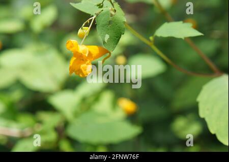 Pale Touch-me-not (Impatiens pallida) also known as pale jewelweed taken in summer. Stock Photo