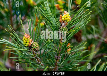 Young shoots and pine cones, green needles. Spring day. Close-up image. Stock Photo