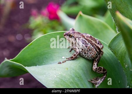 European common brown frog sits on green leaf after rain. Rana temporaria close up image. Stock Photo