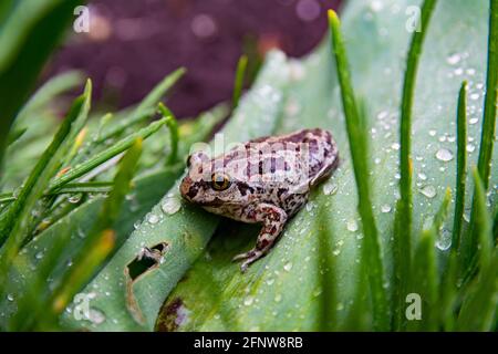 European common brown frog sits on green leaf after rain. Rana temporaria close up image. Stock Photo