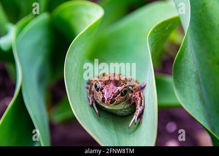 European common brown frog sits on green leaf after rain. Rana temporaria close up image. Stock Photo