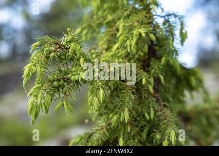 Evergreen juniper bush, against a blurred background, on a summer day.  Stock Photo