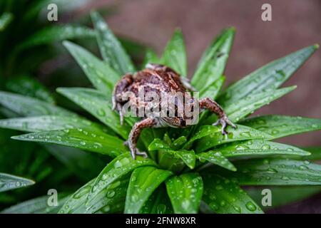 European common brown frog sits in green grass after rain. Rana temporaria close up image. Stock Photo