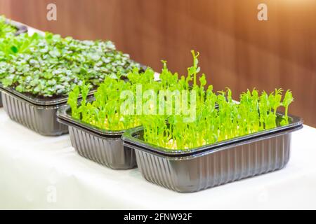 Microgreen. radish sprouts in plastic container on the counter of a supermarket, grocery store Stock Photo