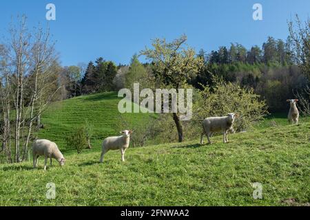 Four sheep grassing on a field in Cantone Appenzell, Switzerland Stock Photo