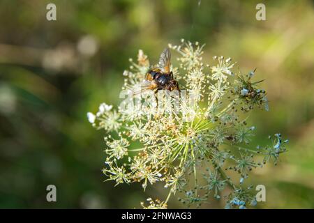 Blowfly on flower. Summertime Yellow Forest Fly Macro Photo (close up) Stock Photo