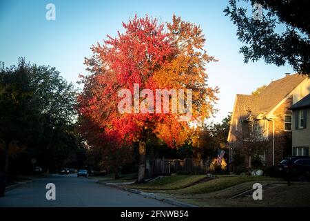 Brilliantly colored Autum tree just as the early morning light hits it in American residential neighborhood with USA flag flying on house Stock Photo