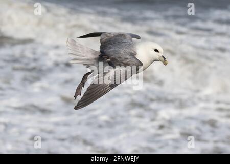 Northern Fulmar in flight Stock Photo