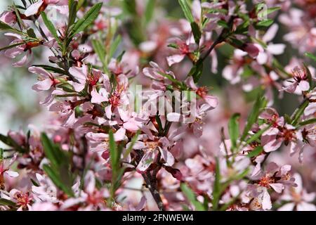 Dwarf almond blooming in garden with beautiful pink flowers Stock Photo