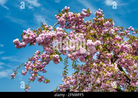 A Japanese Cherry Tree with a clear blue sky in the background. Closeup picture of a branch Stock Photo