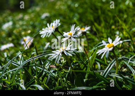 A close-up image of Little white daisies in the grass on a sunny spring day Stock Photo