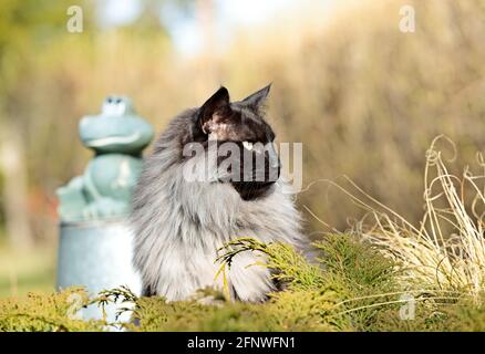 A handsome norwegian forest cat in front of a ceramic green frog in garden Stock Photo