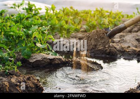 Irrigation and growing young potatoes in the field. Watering of agricultural crops. Farming and agriculture. Countryside. Close-up. Selective focus Stock Photo