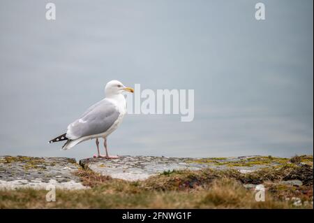 Single seagul standing on the edge of the ocean in Ireland Stock Photo