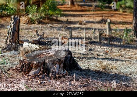 Tree stump with other cut pine and underbrush located in University Woodlands Park in Boca Raton Florida near the Everglades and Beach Stock Photo