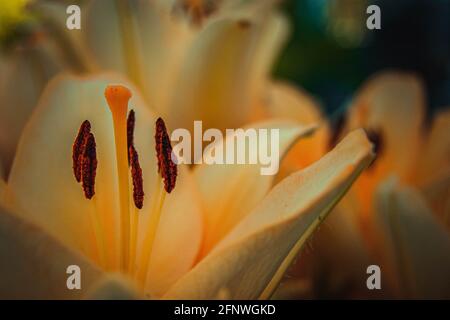 Beige lily is a rare variety growing in the summer garden. Floral abstraction. Floral background. Close-up. Summer time of the year. Stock Photo