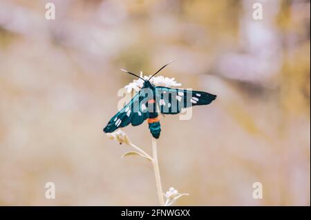 An insect with a striped belly and speckled wings. Eats a flower and admires the views of the forest. Natural background. Stock Photo