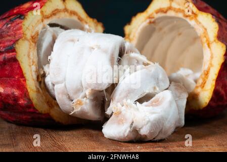cocoa fruit and seeds on a dark background Stock Photo