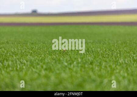 Yellow sparrow seen from the distance, standing on the green wheat Stock Photo