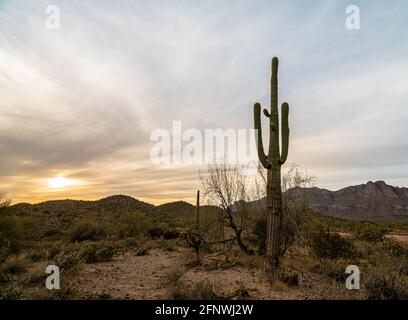 Saguaro cactus near sunset in the desert of Arizona Stock Photo