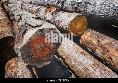 Stacked Hopea odorata wood logs timber with outdoor sun lighting. Stock Photo