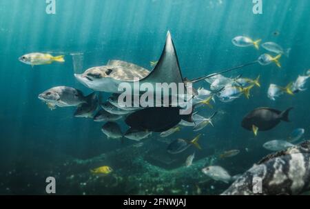 Live Eagle ray and small fishes group swimming in the aquarium tank with low lighting. Stock Photo