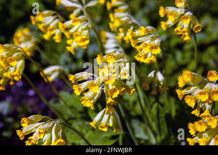 Cowslip (Primula veris), Springtime hedgerow wildflower Stock Photo