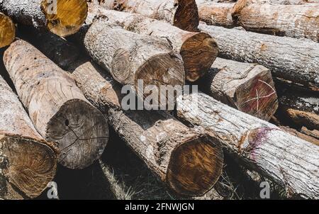 Stacked Hopea odorata wood logs timber with outdoor sun lighting. Stock Photo