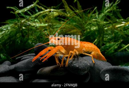 live baby orange crayfish with rock and water weed in clear water. Stock Photo