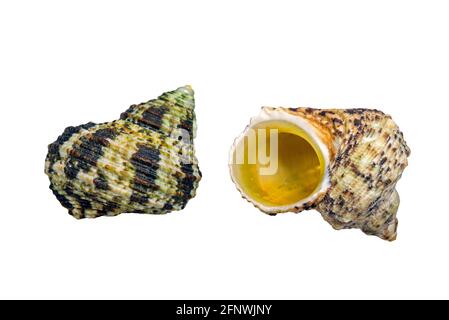 Ribbed turban (Turbo intercostalis), tropical sea snail, marine gastropod mollusc native to the Indo-Pacific ocean on white background Stock Photo