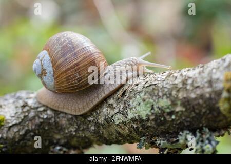 Burgundy snail (Helix pomatia) crawling on branch in forest Stock Photo